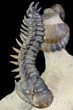 Aesthetic Crotalocephalina & Reedops Trilobite Association #71203-10